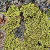  - map lichen