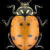  - Convergent Lady Beetle