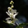  - Pearlbush or Common pearlbush