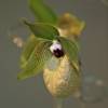  - Jade Slipper Orchid