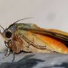  - Dot-underwing moth