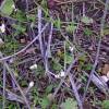  - Common Whitlowgrass
