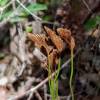  - Forked comb fern