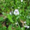  - Thyme-leaved Speedwell