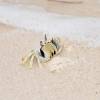  - Horned ghost crab