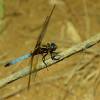  - Skimmer dragonflies
