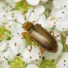  - punctate leaf beetles