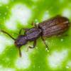  - Sawtoothed grain beetle