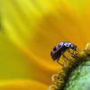  - Spotted Lady Beetle