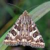  - Spotted Clover Moth