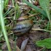  - Lister's river snail