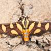  - Orange-spotted flower moth or Red waisted florella moth