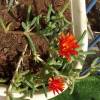  - Coppery mesemb Red ice plant
