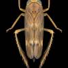  - Coppery Leafhopper
