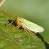  - Cicadas, Hoppers, Aphids, Whiteflies, Scale Insects