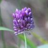  - Purple-flower garlic