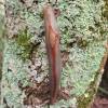  - leaf-veined slugs
