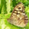  - Speckled wood