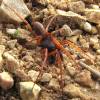  - Woodlouse hunters, Sowbug-eating spiders, Cell spiders