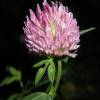  - Red Clover