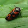  - Black-and-red froghopper