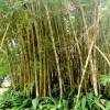  - Male Bamboo