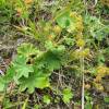 - lady's mantle