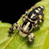  - Jumping spiders