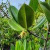  - Yellow Mangrove
