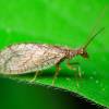  - Brown lacewings