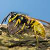  - European wasp, German wasp, or German yellowjacket