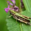  - Common green grasshopper