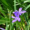  - Siberian lily or Lavender mountain lily