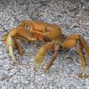  - Blue land crab or Giant land crab