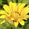  - Rough oxeye, Smooth oxeye and False sunflower