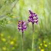  - Green-winged Orchid