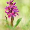  - Elder-flowered Orchid