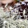  - Florida beard lichen