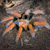  - Mexican fireleg or Mexican rustleg tarantula