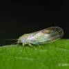  - jumping plant lice