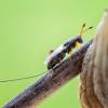  - Mantis Parasitic Wasps