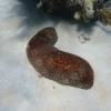  - leopard sea cucumber, Tiger fish