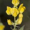  - Meadow Vetchling