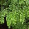  - Pouched coral fern or Tangle fern