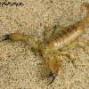  - Large-clawed Scorpion