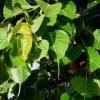  - Bodhi-tree, Sacred Fig