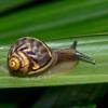  - Orthalicid land snails