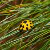  - Giant Bamboo Ladybird