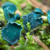  - green elfcup or green wood cup