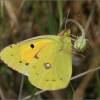  - Clouded yellow